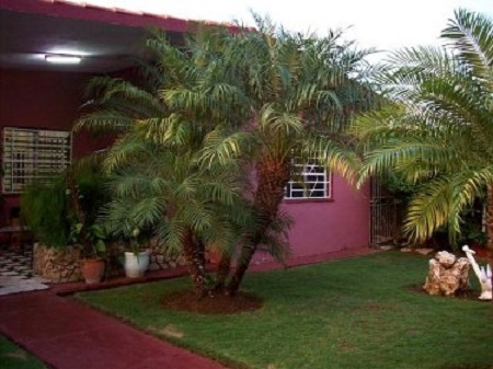 'Jardin' Casas particulares are an alternative to hotels in Cuba. Check our website cubaparticular.com often for new casas.
