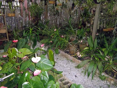 'Orchids Garden' Casas particulares are an alternative to hotels in Cuba. Check our website cubaparticular.com often for new casas.